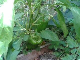 Recette du mardi :tarte aux poivrons du jardin