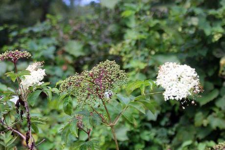 canadensis max romi 7 sept 2013 040 (1).jpg