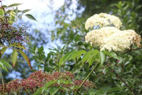 canadensis max romi 7 sept 2013 040 (2).jpg