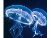 méduses, animal compagnie!!
