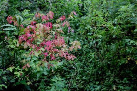 2 euonymus alatus romi 10 sept 2013 008.jpg