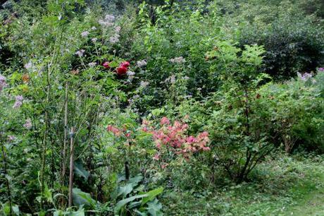 1 euonymus alatus romi 10 sept 2013 006.jpg