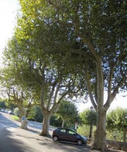 Le platane – A14