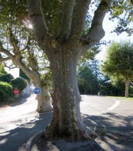 Le platane – A14