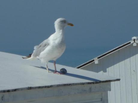 Images spéciales du 11 septembre...