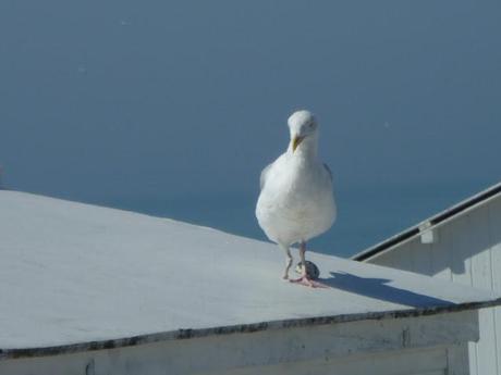Images spéciales du 11 septembre...