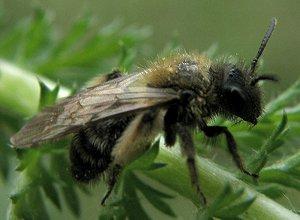L'Abeille des sables, Andrena bicolor