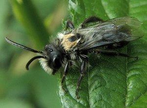 Andrena mâle 2