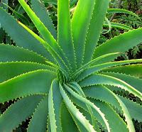 Une plante qui nous veut du bien: L'Aloe Vera