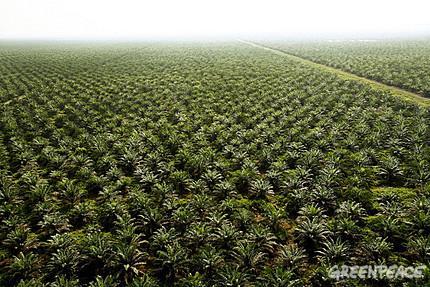 Huile de palme : Unilever cède à la pression de Greenpeace en appelant à un moratoire immédiat sur la déforestation en Indonésie