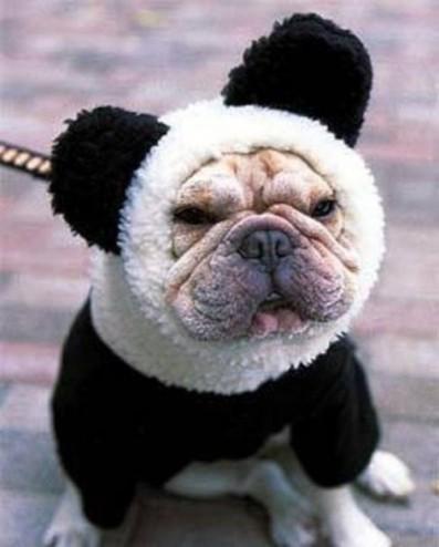 panda-bear-funny-0