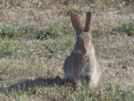 la chambre de veille