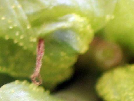 7 humulus fl rec romi 10 sept 2013 031.jpg