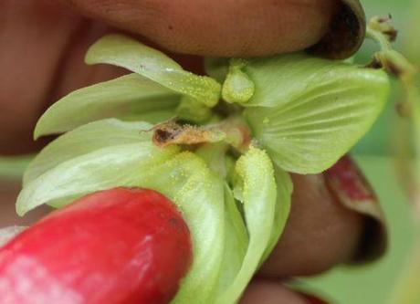8 humulus fem romi 10 sept 2013 033.jpg