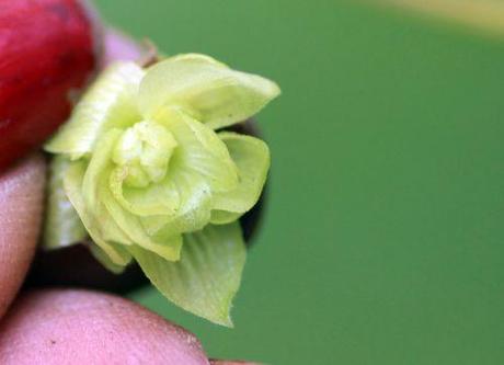 1 humulus fem romi 10 sept 2013 028.jpg