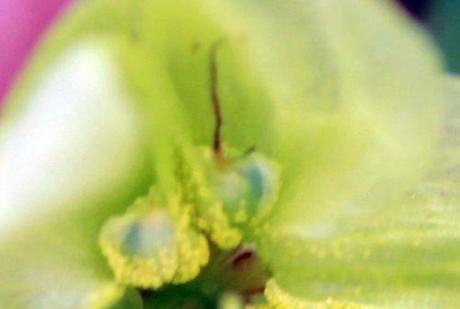 3 humulus fl rec romi 10 sept 2013 024.jpg