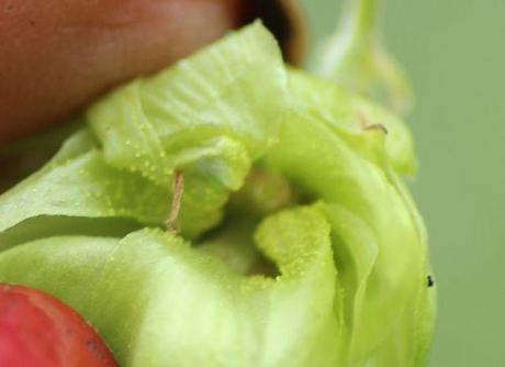 6 humulus fem romi 10 sept 2013 031.jpg