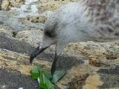 Connaissez-vous l’histoire goéland voulait prendre verre