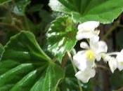 Begonia encore fleurs l'intérieur