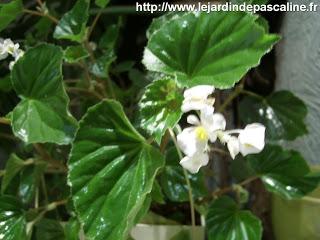 Begonia encore en fleurs à l'intérieur
