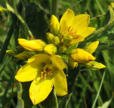 Lysimachia vulgaris (Lysimaque commune)