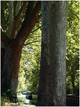 canal platane et péniche canal du midi