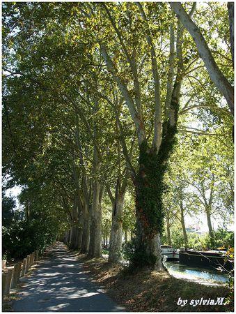 le chemin de halage canal du midi