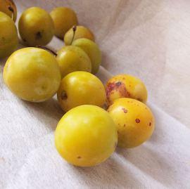 mirabelles (2)