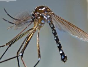 DENGUE, chikungunya: Découverte d'une nouvelle espèce de moustique vecteur  – IRD