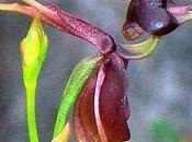 L'orchidée Caléana major canard volant