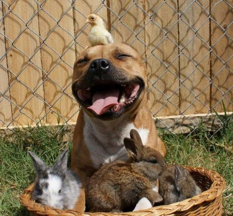 Un pitbull heureux