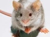 MÉMOIRE: créent souvenirs manipulation corticale Neuroscience