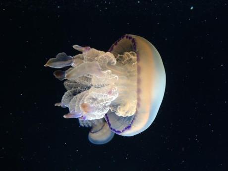 6 Photos prises avec un iPhone 5S...