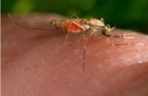 PALUDISME: Rendre l'homme invisible pour le moustique – American Chemical Society