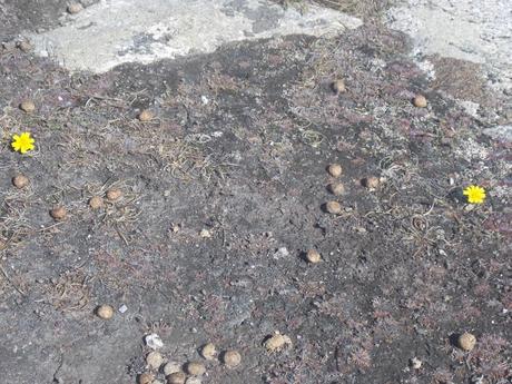 t'as le bonjour d'Albert