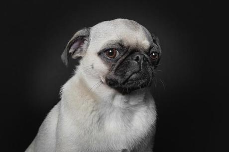 portraits-of-dogs-with-human-like-expressions-01