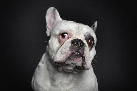 portraits-of-dogs-with-human-like-expressions-AGDMAG 6