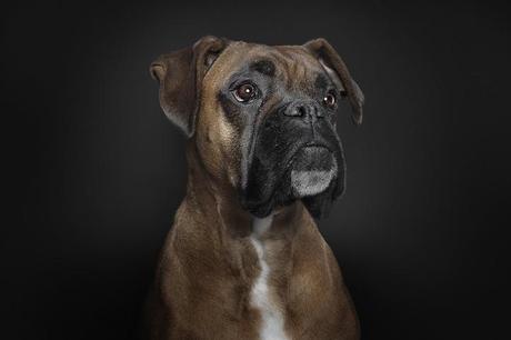 portraits-of-dogs-with-human-like-expressions-AGDMAG 3