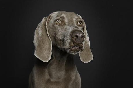 portraits-of-dogs-with-human-like-expressions-AGDMAG 7