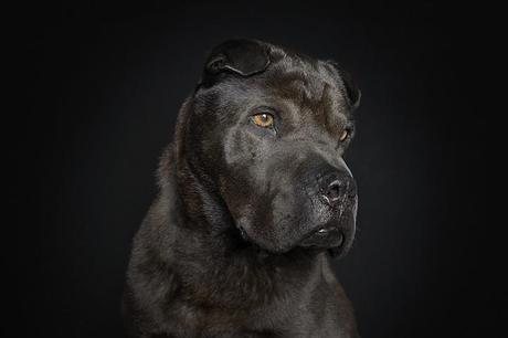 portraits-of-dogs-with-human-like-expressions-AGDMAG 5