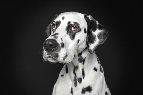 portraits-of-dogs-with-human-like-expressions-AGDMAG 4