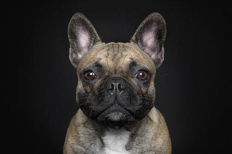 portraits-of-dogs-with-human-like-expressions-AGDMAG 2
