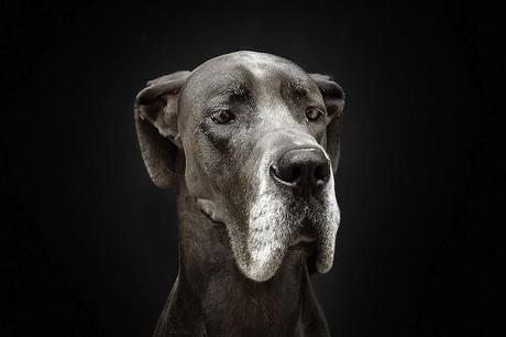 portraits-of-dogs-with-human-like-expressions-AGDMAG 8