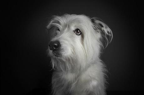 portraits-of-dogs-with-human-like-expressions-AGDMAG 9