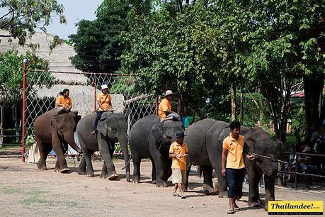 Elephant Festival Surin