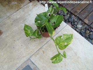 Bouture de pothos reussie