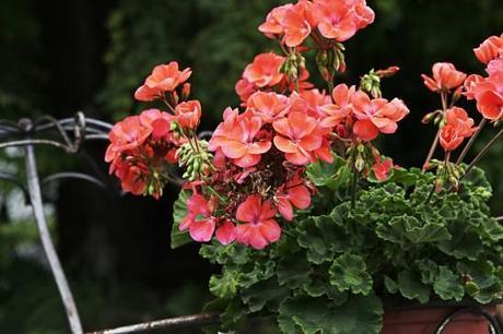 Les potées de géraniums