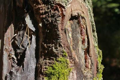 Forêt domaniale des  Élieux