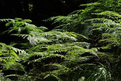 Forêt domaniale des  Élieux