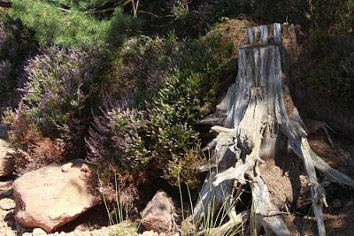 Forêt domaniale des  Élieux